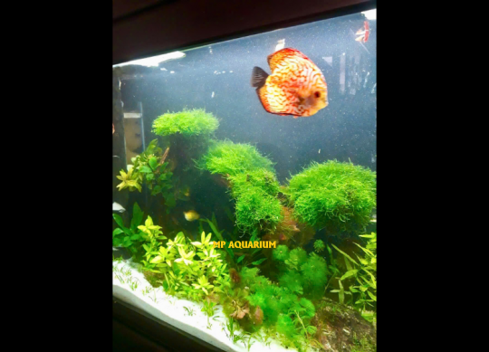 Tủ Hồ Cá TH02