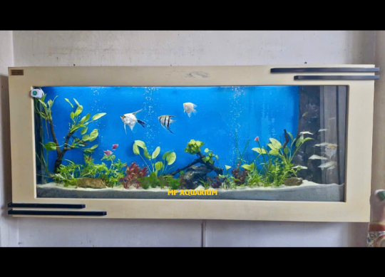 Bể Treo Tường TT14
