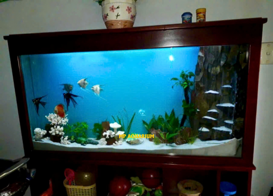 Tủ Hồ Cá TH05